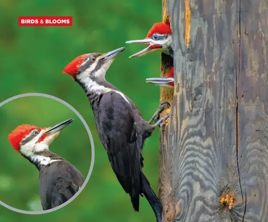  ??  ?? Above: A female pileated woodpecker feeding two male chicks; inset: a male pileated woodpecker; top right: three chicks (a female below two males).