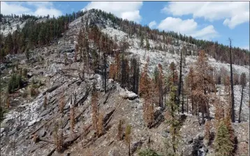  ?? JANE TYSKA — BAY AREA NEWS GROUP ?? Burned trees from the Caldor fire are seen near a section of the Pacific Crest Trail and Tahoe Rim Trail from this drone view near Echo Summit in Eldorado County on Aug. 9, 2022.