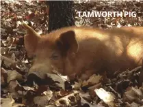 ??  ?? TAMWORTH PIG
