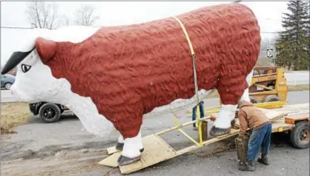  ?? CHARLES PRITCHARD — ONEIDA DAILY DISPATCH ?? Lucky the bull is taken away from his original spot in Verona on Saturday, April 7, 2018.