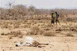  ??  ?? MOYALE: Villagers walk past the carcass of a dead cow in the drought-affected village of Bandarero, near Moyale town on the Ethiopian border, in northern Kenya. —AP