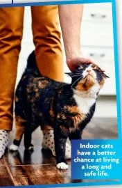  ?? ?? Indoor cats have a better chance at living a long and
safe life.