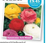  ??  ?? Ranunculus ‘Aviv Mixed’ WORTH £9.45 *JUST PAY £5.95 POSTAGE