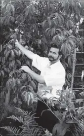  ?? B34twe04 ?? Mark Padfield of Glencloy Farm shows off his unusual crop of peaches which have grown in his Brodick garden after nine years of carefully nurturing the tree.