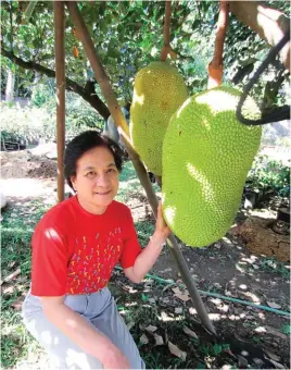  ??  ?? Zeny Arenas poses with big fruits of latexless jackfruit, which is one of the recommende­d varieties.