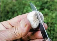  ?? LEE REICH/AP ?? Scoring the bottom of a daffodil bulb with shallow knife slits coaxes it to make bulblets which, over time, swell into flowering bulbs.