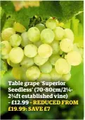 ??  ?? Table grape ‘Superior Seedless’ (70-80cm/2¼2¾ft establishe­d vine) – £12.99 – REDUCED FROM £19.99: SAVE £7