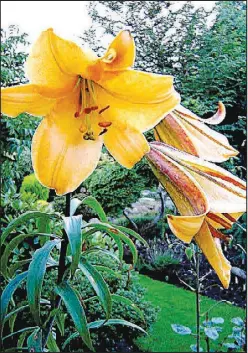  ?? Photo by Thorkild Poulsen ?? “African Queen” trumpet lily (Aurelian hybrid).