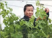  ??  ?? Left: Liu Li checks grapes at Lilan Winery on June 11.