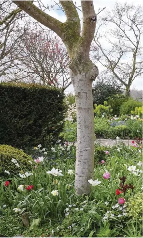  ??  ?? Main image Next to a small timber pavilion is a surviving section of the box hedging that once gave the garden its formal backbone. To its left, a pretty mix of tulips, including the pinkish-red ‘Doll’s Minuet’, the large, white ‘Purissima’ and the...