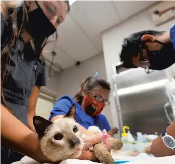  ??  ?? Veterinary personnel keep a cat named Miller calm as he has blood drawn at Veterinary Specialty Hospital of Palm Beach Gardens in Palm Beach Gardens, Florida.