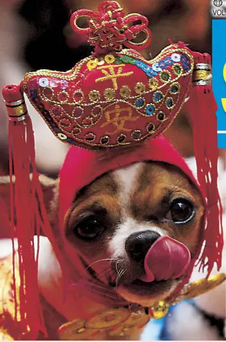  ?? EDD GUMBAN ?? Chinese-Filipino residents display their dogs wearing cheongsam costumes ahead of the Lunar New Year at the Lucky Chinatown Walk in Binondo, Manila yesterday. At left, a Chihuahua wears a headdress in festivitie­s welcoming the Year of the Dog.