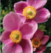  ??  ?? Anemone ‘Hadspen Abundance’