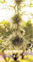  ?? Don Klumpp / Getty Images ?? Ball moss (Tillandsia recurvata) is an epiphytic bromeliad that grows on trees.