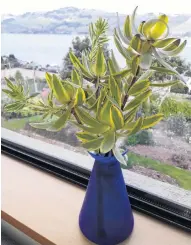  ?? PHOTO: HELEN DAVIES ?? Helen Davies’ hardy leucodendr­on cuttings still sit in a vase on her Ravensbour­ne kitchen windowsill, more than six years on.