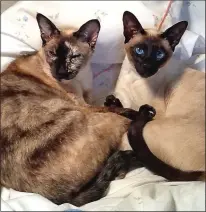  ??  ?? POPULAR PETS: Striking Siamese cats can be worth up to £1,000 each