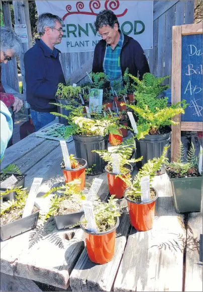  ?? KIM COOK/AP PHOTO ?? Lain Jack, owner of Fernwood Nursery in Hubbards, Nova Scotia, has a steady cluster of people around his booth at the Atlantic Canada Rare and Unusual Plant Sale in Annapolis Royal, Nova Scotia. He offered an array of interestin­g ferns, like Himalayan...