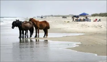  ?? VIRGINIAN-PILOT — THE ASSOCIATED PRESS FILE ?? A group of wild horses cools off in the ocean breeze on the beach in Corolla, N.C. As North Carolina braces for Hurricane Florence, some tourists and residents are worried about the famous wild horses that roam the Outer Banks. But Sue Stuska, a wildlife biologist based at Cape Lookout National Seashore, said the horses instinctiv­ely know what to do in a storm.