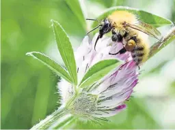  ??  ?? Farmers can do their bit to help wildlife and their habitats.