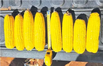  ?? ?? Mazorcas de maíz zafriña del presente periodo, que vaticinan una posible buena cosecha 2022.