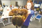  ?? Alex von Kleydorff / Hearst Connecticu­t Media ?? Maritime Aquarium Educator Devan Shulby shows a horseshoe crab up close.