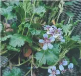  ??  ?? Pelargoniu­m 'Edna Walling Pop Up' is a tough little Aussie native which will self seed in nooks and crannies in your garden.