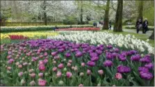  ?? MARTINO MASOTTO VIA AP ?? A garden of tulips and other spring-flowering bulbs in the Keukenhof park in Lisse, Netherland­s.