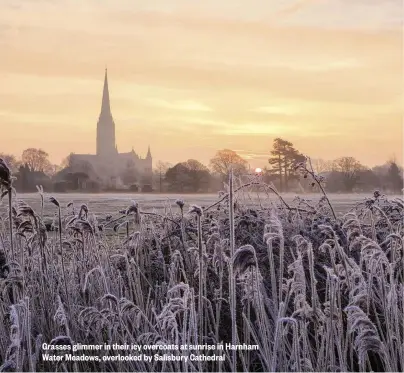  ??  ?? Grasses glimmer in their icy overcoats at sunrise in Harnham Water Meadows, overlooked by Salisbury Cathedral