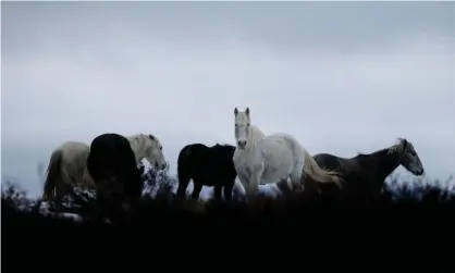  ?? Photograph: Mike Bowers for the Guardian ?? You can have brumbies and horseback adventures at Kosciuszko, but not without damaging the heritage the park was designed to protect.