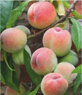  ??  ?? Once you taste your own ripe peach, there is no going back: Duke of York is ‘melting and refreshing’