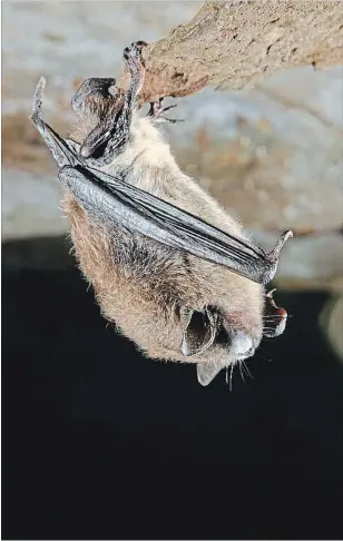  ?? SPECIAL TO THE EXAMINER ?? Little brown myotis bat with White Nose Syndrome. An estimated 6.7 million bats have died from the fungus. (U.S. Geological Survey photo)