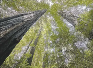  ?? PHOTOS COURTESY OF ANTHONY AMBROSE ?? Coast redwood trees soar in a forest grove in the upper Vicente Creek watershed on the Big Sur coast.