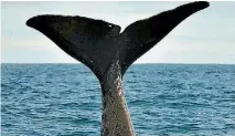 ?? PHOTO: SUPPLIED ?? A Civial Aviation Authority investigat­ion revealed fierce competitio­n between companies offering Kaiko¯ ura whale-watching flights.