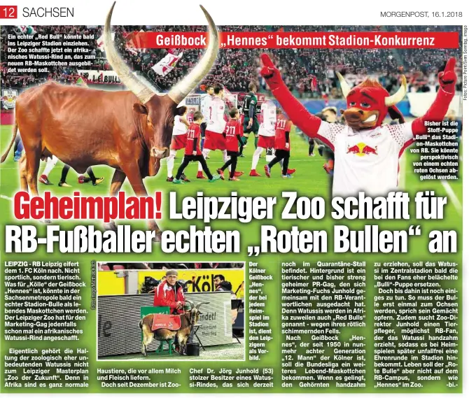  ??  ?? Ein echter „Red Bull“könnte bald ins Leipziger Stadion einziehen. Der Zoo schaffte jetzt ein afrikanisc­hes Watussi-Rind an, das zum neuen RB-Maskottche­n ausgebilde­t werden soll. Der Kölner Geißbock „Hennes“, der bei jedem Heimspiel im Stadion ist,...