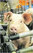  ?? FOTO: SARTOR ?? Auf dem Moorversuc­hsgut in Oberschlei­ßheim bei München werden Schweine für die Forschung gezüchtet.