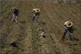  ?? (AP/Eduardo. Verdugo) ?? Brothers Arturo, Benjamin and Victor Corella, work their land in Milpa Alta south of Mexico City, Mexico, in late May.
