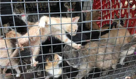  ?? Photos: Contribute­d ?? APPALLING CONDITIONS: The 11 cats and 10 kittens abandoned in the cage at the back of the RSPCA’s Ruthven St op shop.