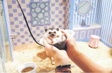  ?? — Reuters photo ?? A customer holds a hedgehog at the ChikuChiku hedgehog cafe, which is owned by Masaki Shimizu.