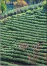  ?? XIA PENGFEI / XINHUA ?? Above: An aerial view of local growers picking tea leaves at a tea garden in Anji county in March. In addition to its status as a “bamboo hometown,” Anji is known for its tea industry.