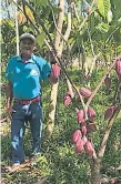  ??  ?? PRODUCCIÓN. Un agricultor revisa su plantación de cacao.