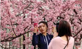  ?? March Photograph: REX/Shuttersto­ck ?? Cherry blossoms bloom in Wuhan as the city experience­s record high temperatur­es for