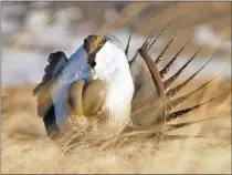  ?? Associated Press photo ?? In this 2008 file photo, a male sage grouse performs his “strut” near Rawlins, Wyo.