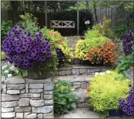  ?? ?? Superbells calibracho­as and Lemon Coral sedums (left) welcome visitors headed for for the distant swing. Along a wall of colorful Supertunia petunias and Superbells calibracho­as (right), the chartreuse-colored Lemon Coral sedum seems to shout, “Look at me.” (TNS/Norman Winter)