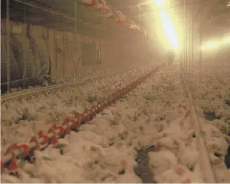  ??  ?? NO ROOM TO MOVE: A scene from ‘Eating Animals’ shows chickens being kept in crowded conditions in a dimly lit concrete shed.