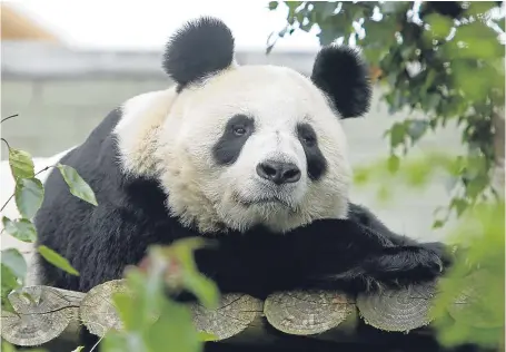  ??  ?? Seemingly unperturbe­d by all the fuss, Tian Tian relaxing in her compound.