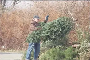  ?? Hearst Connecticu­t Media file photo ?? Town resident Ralph DeVito drops off his own tree at Greenwich Point in 2019. DeVito had hoped to set a record by dropping his brother’s tree off for recycling on the morning of Christmas Eve but sadly found someone had already beaten him to it. The tree recycling program will resume on Dec. 26 and last until Jan. 31.