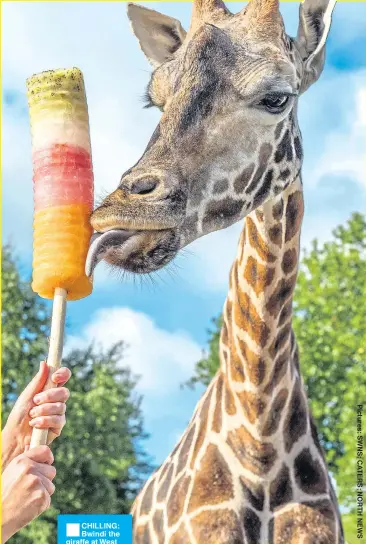  ??  ?? CHILLING: Bwindi the giraffe at West Midlands Safari Park and Daisy Goodman in Newcastle