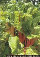  ??  ?? GROW VEGGIES LIKE SWISS CHARD