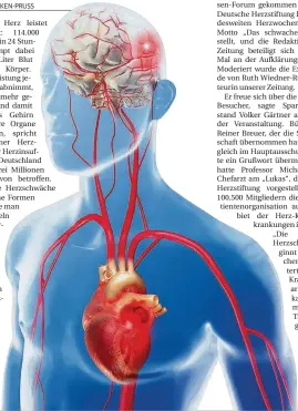  ??  ?? Das Herz schlägt 24 Stunden und pumpt dabei 17.000 Liter Blut durch den Körper.