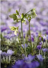  ??  ?? TOP Crocus tommasinia­nus rapidly self-seed in the right conditions ABOVE, LEFT TO RIGHT Hellebores spring up among the crocus; dwarf narcissus ‘February Gold’ naturalise­s easily and flowers early; Iris histrioide­s has bold jewel-like flowers on short...